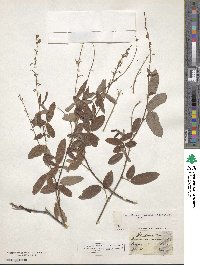 Desmodium incanum image