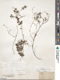Desmodium scorpiurus image