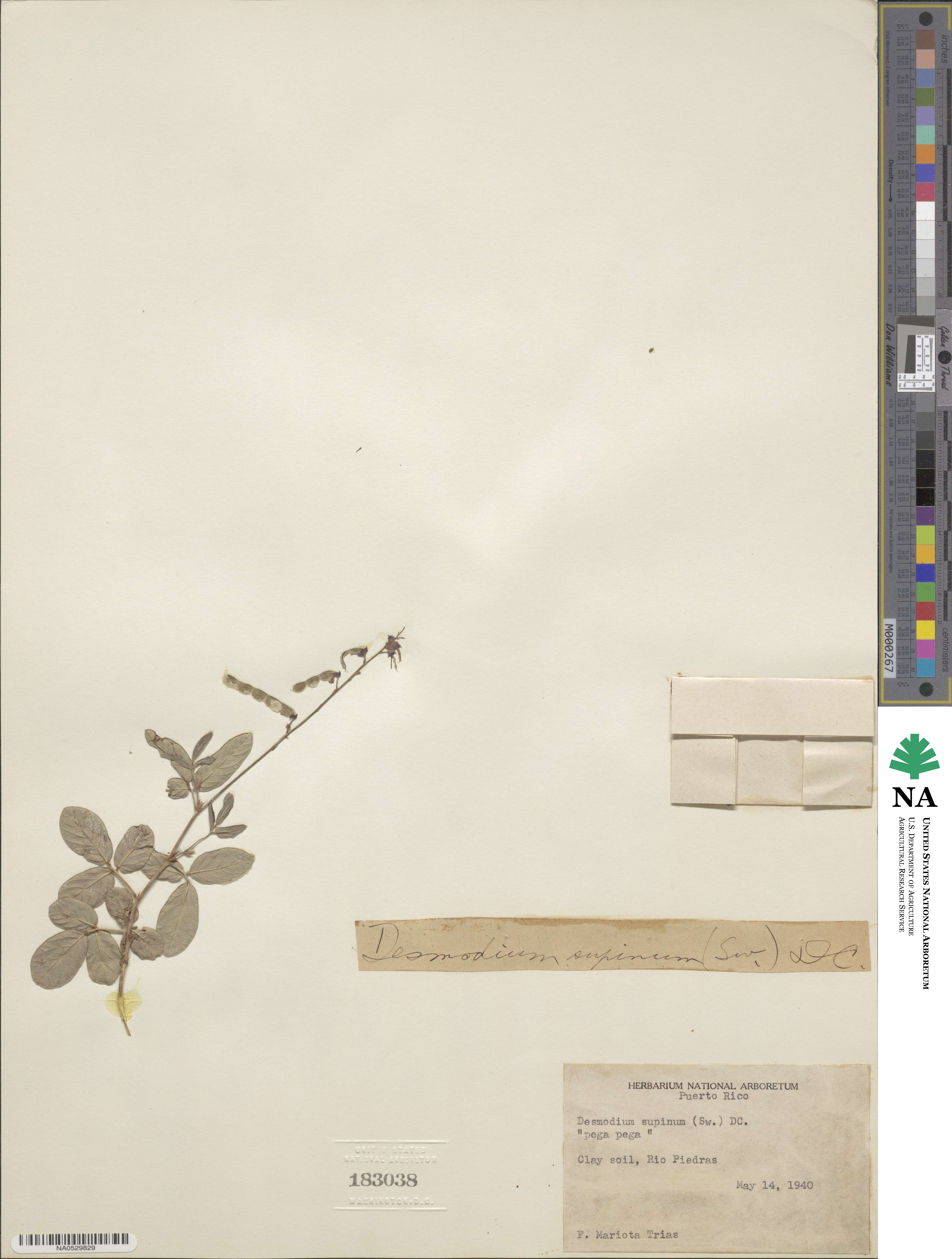 Desmodium incanum image