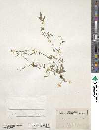 Desmodium procumbens image