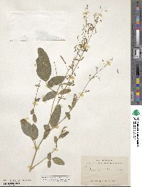 Desmodium tortuosum image