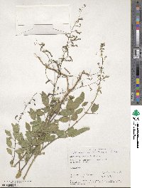 Desmodium tortuosum image