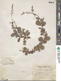 Desmodium affine image