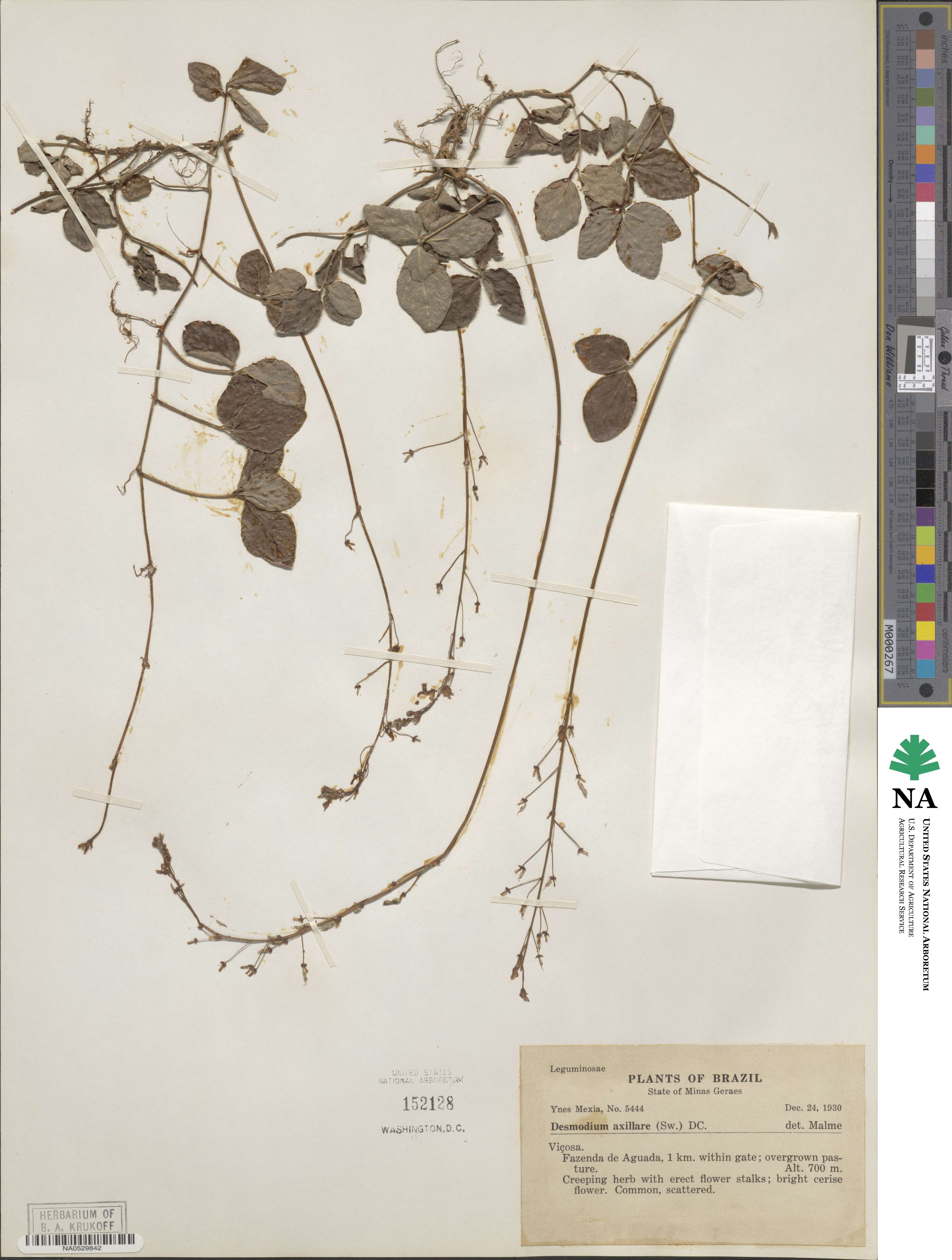 Desmodium axillare image