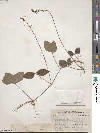 Desmodium axillare image