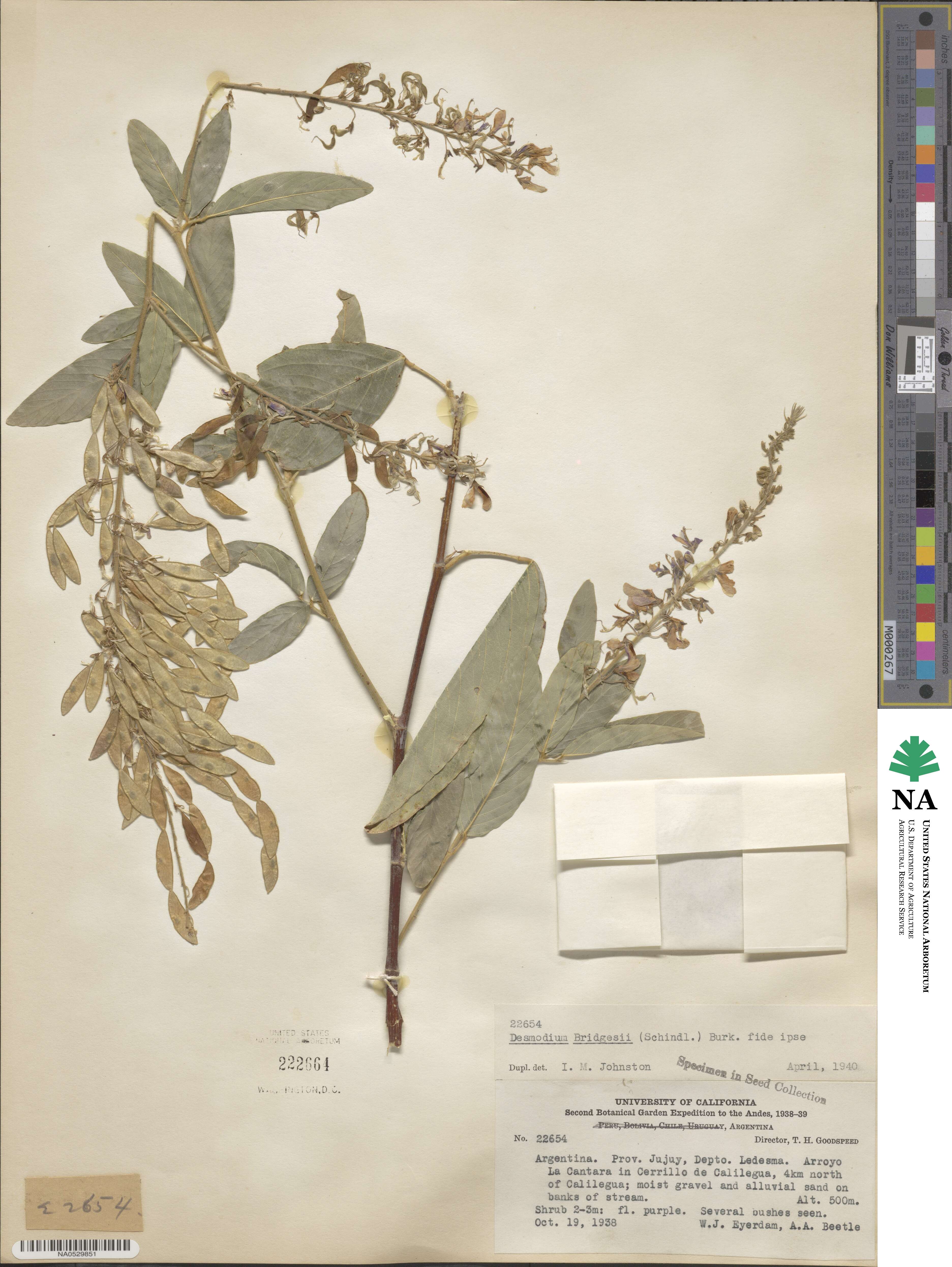 Desmodium bridgesii image