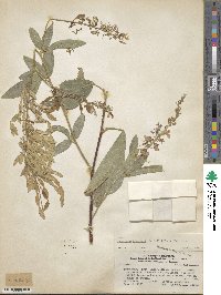 Image of Desmodium bridgesii