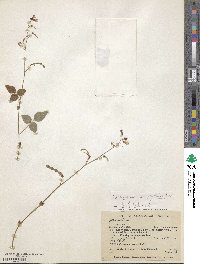 Desmodium campyloclados image