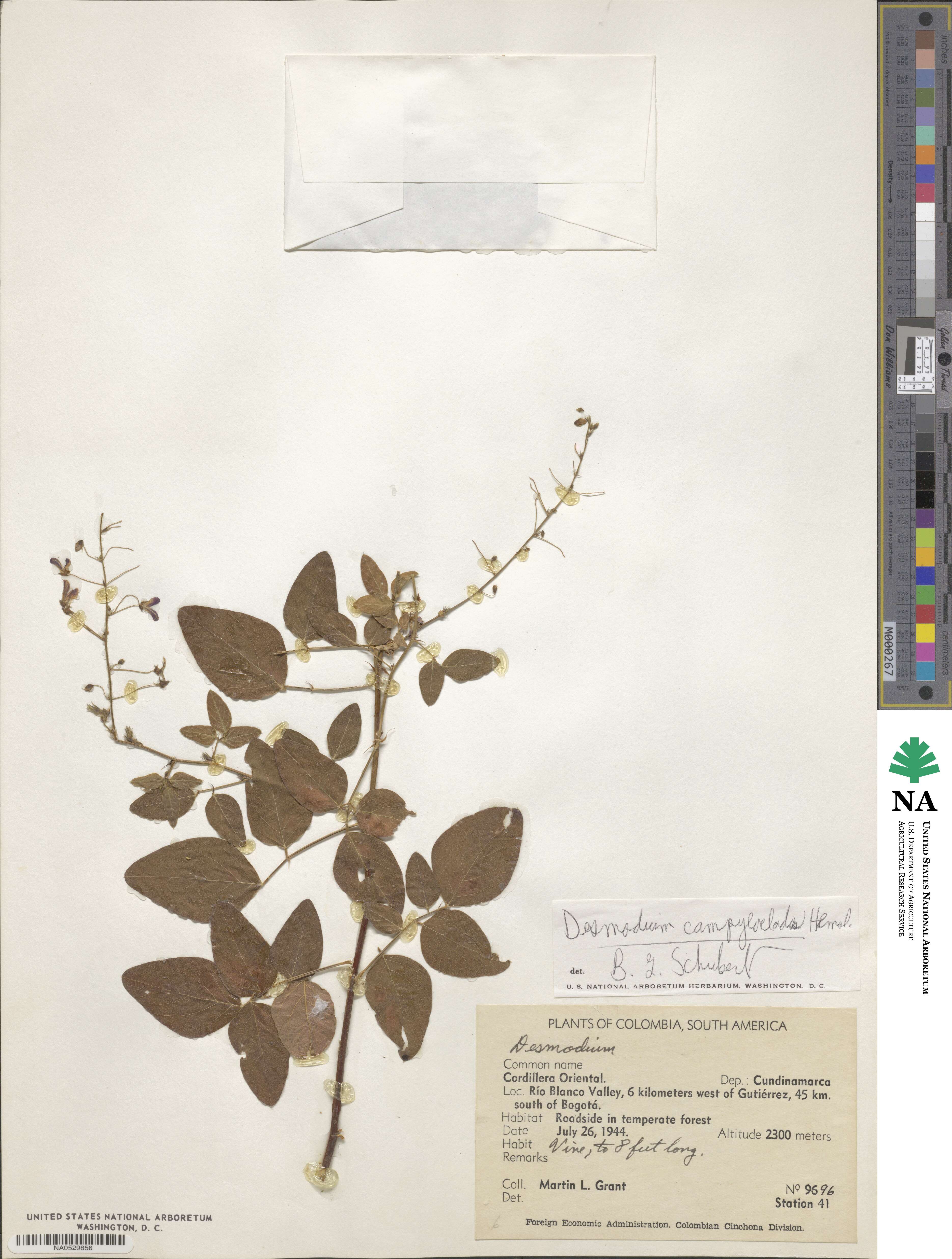 Desmodium campyloclados image