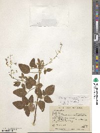 Desmodium campyloclados image