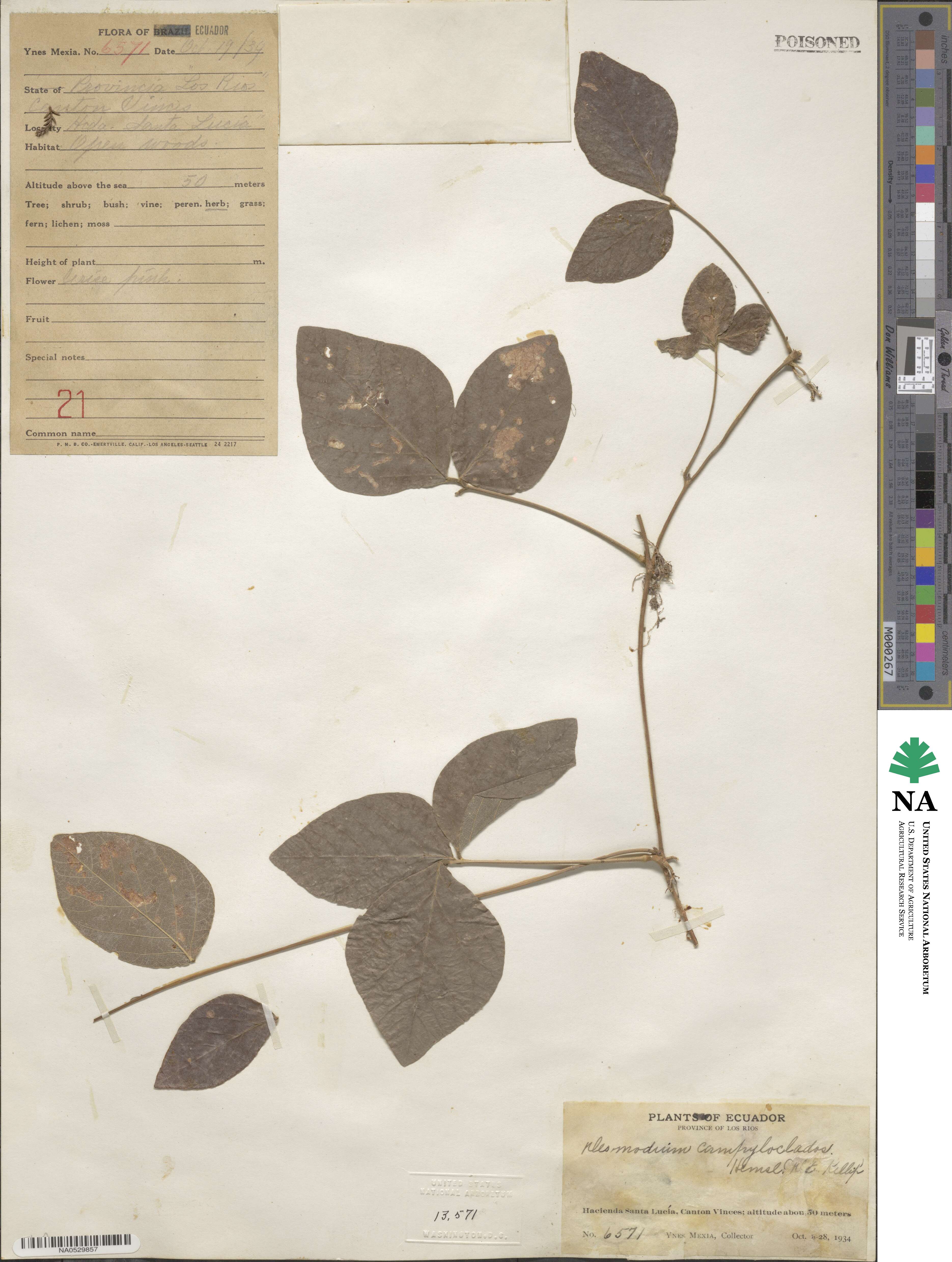 Desmodium campyloclados image