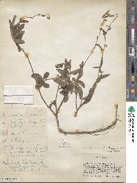 Desmodium incanum image