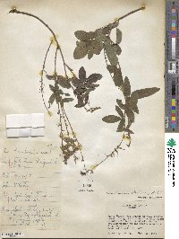 Desmodium incanum image