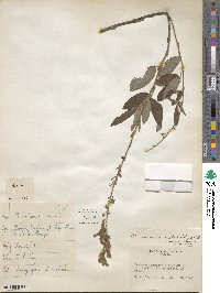 Desmodium incanum image