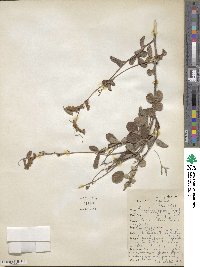 Desmodium incanum image