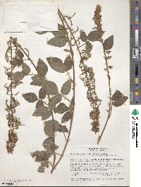 Desmodium incanum image