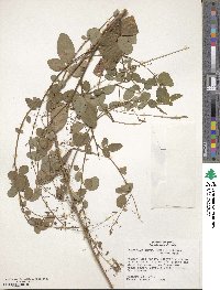 Desmodium incanum image