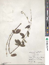 Desmodium incanum image