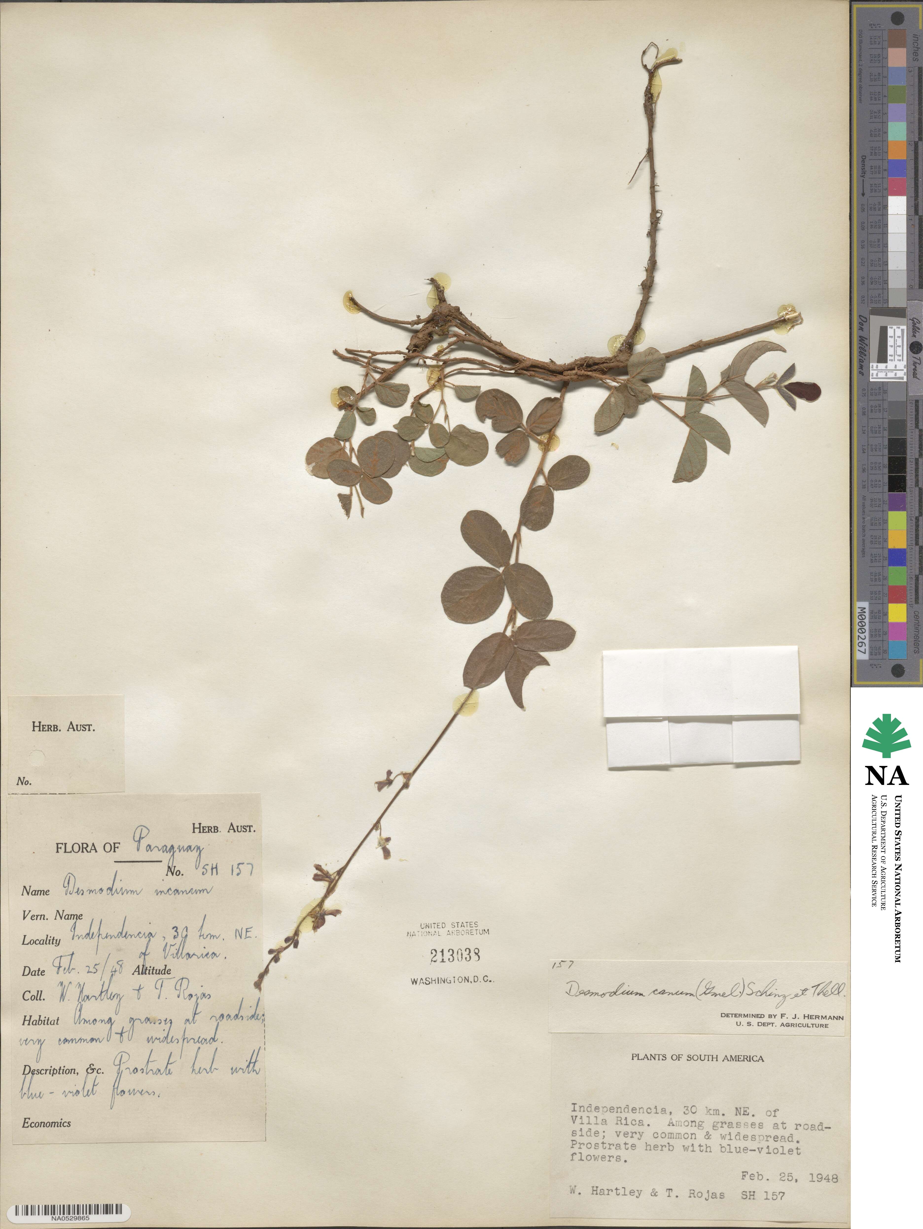 Desmodium incanum image