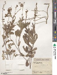 Desmodium incanum image