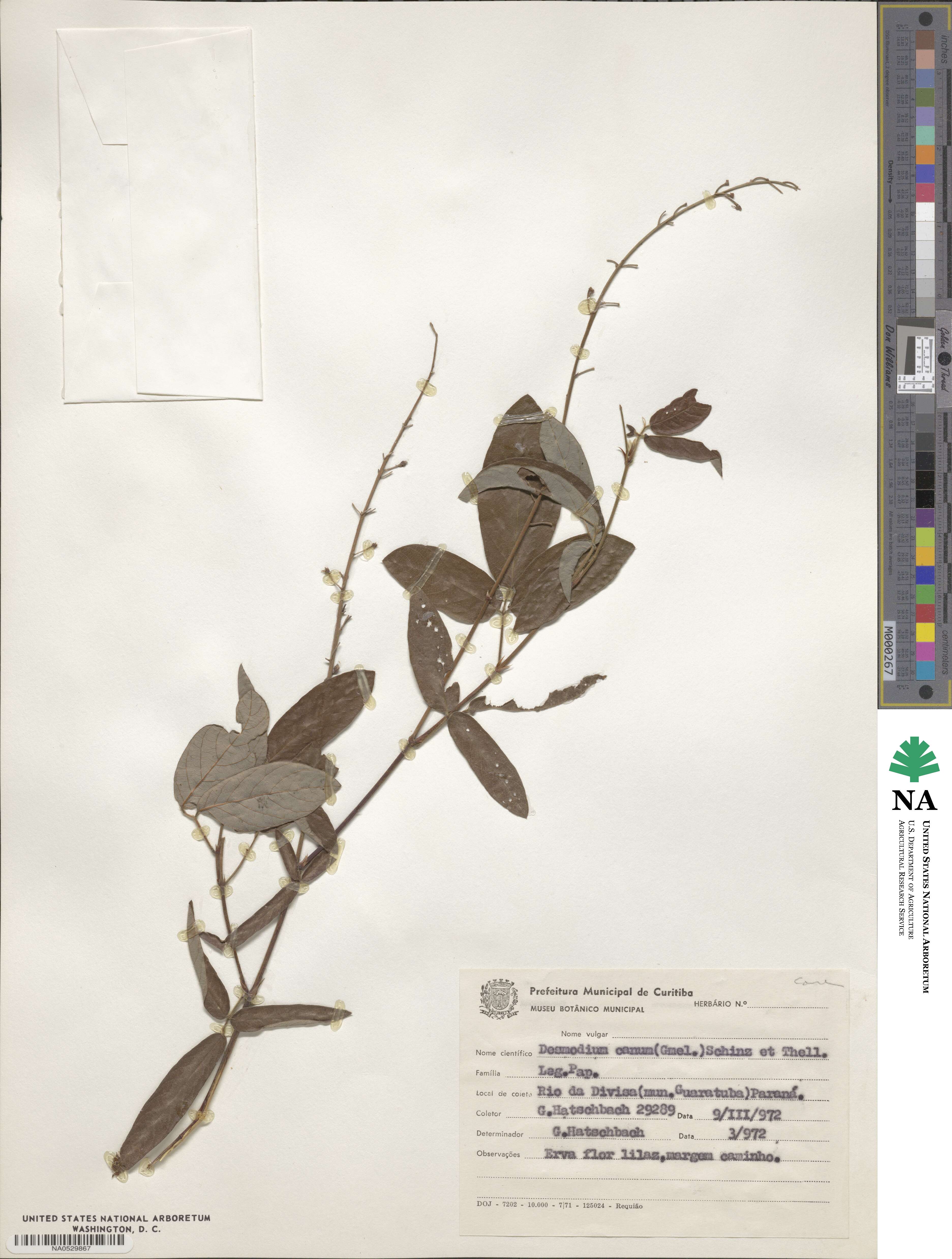 Desmodium incanum image