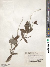 Desmodium incanum image