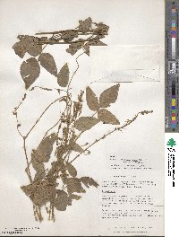 Desmodium incanum image