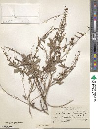 Desmodium incanum image