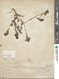 Desmodium incanum image