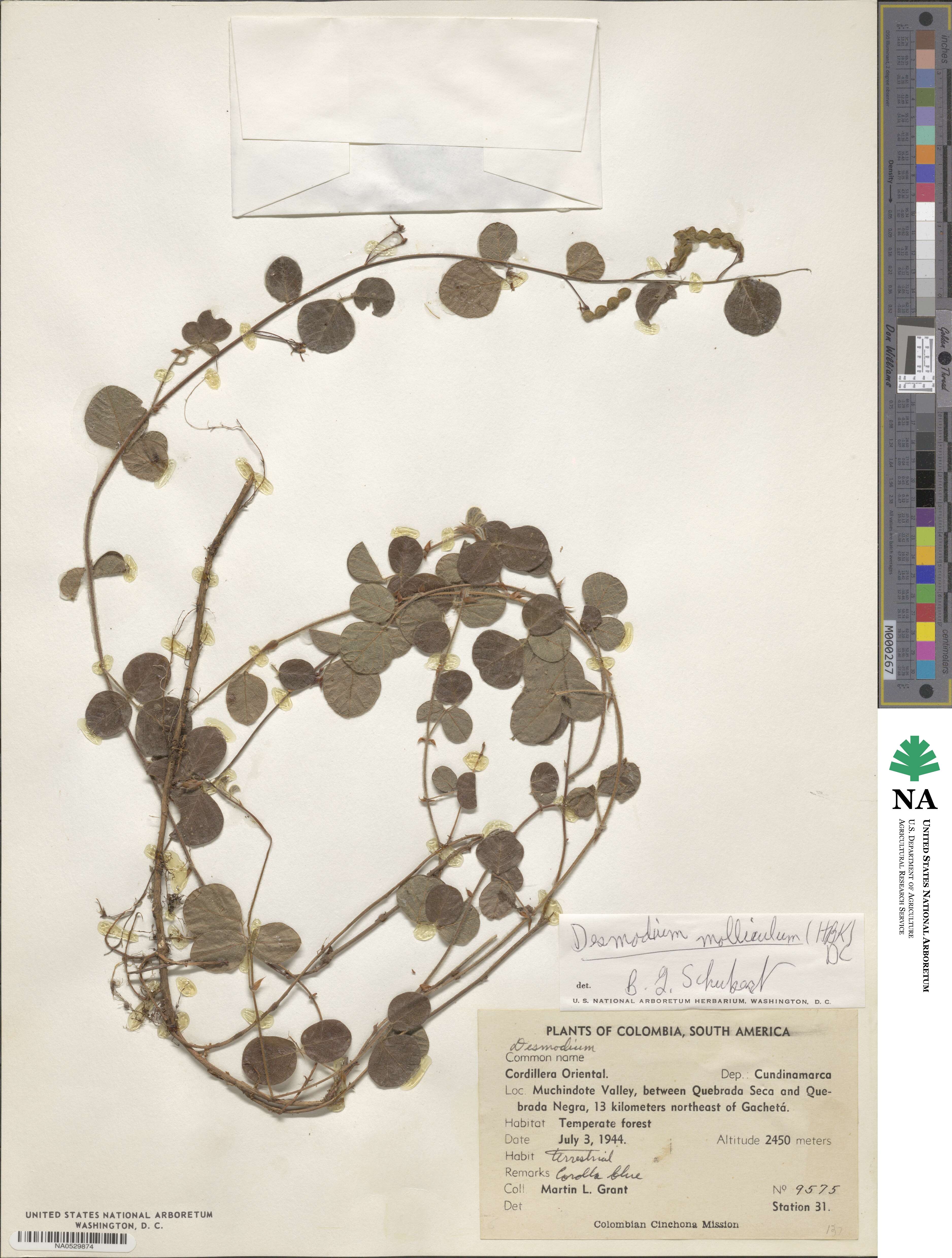 Desmodium molliculum image