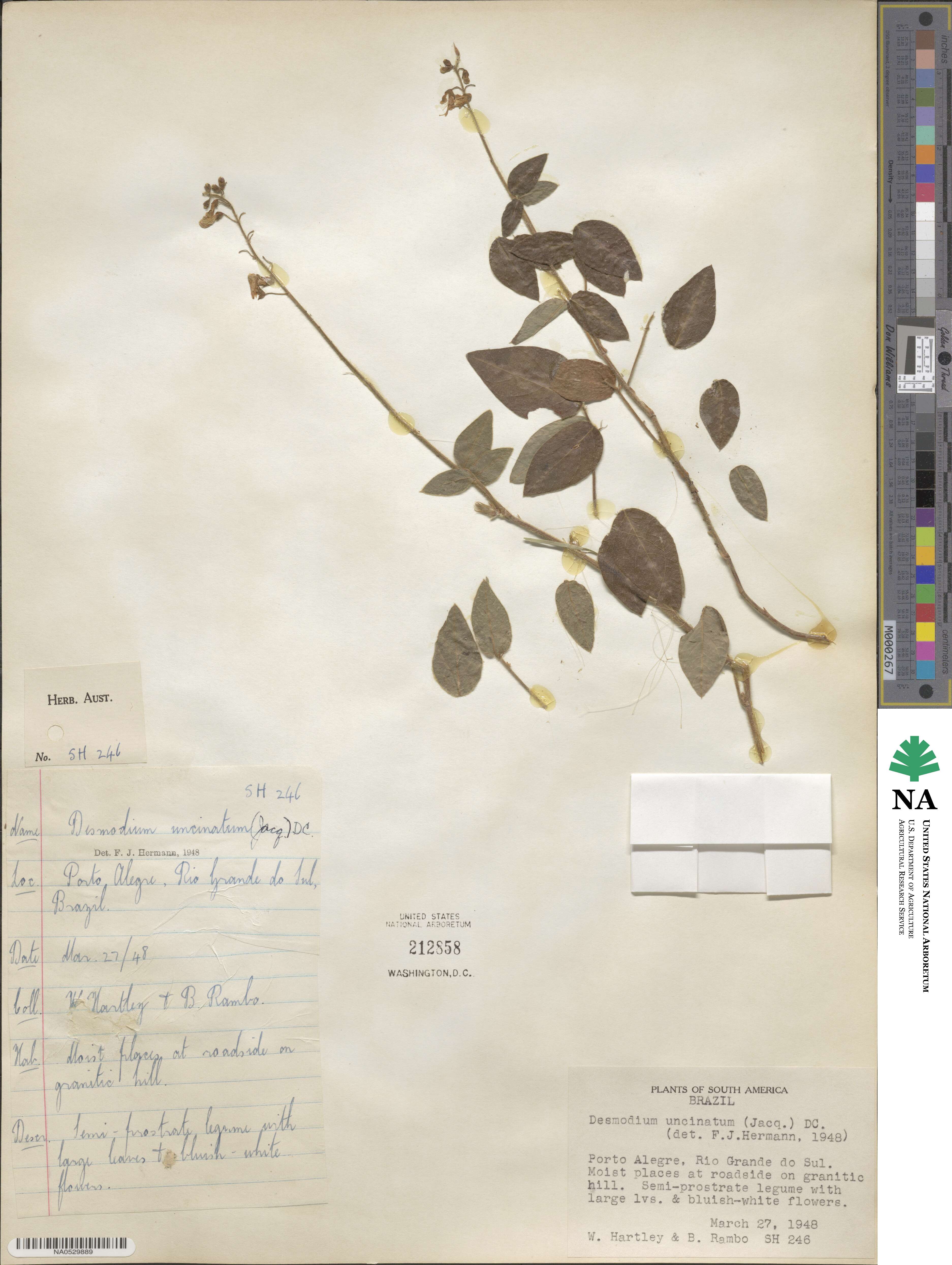 Desmodium uncinatum image