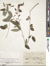 Desmodium canadense image