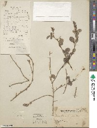 Grona heterocarpos subsp. heterocarpos image