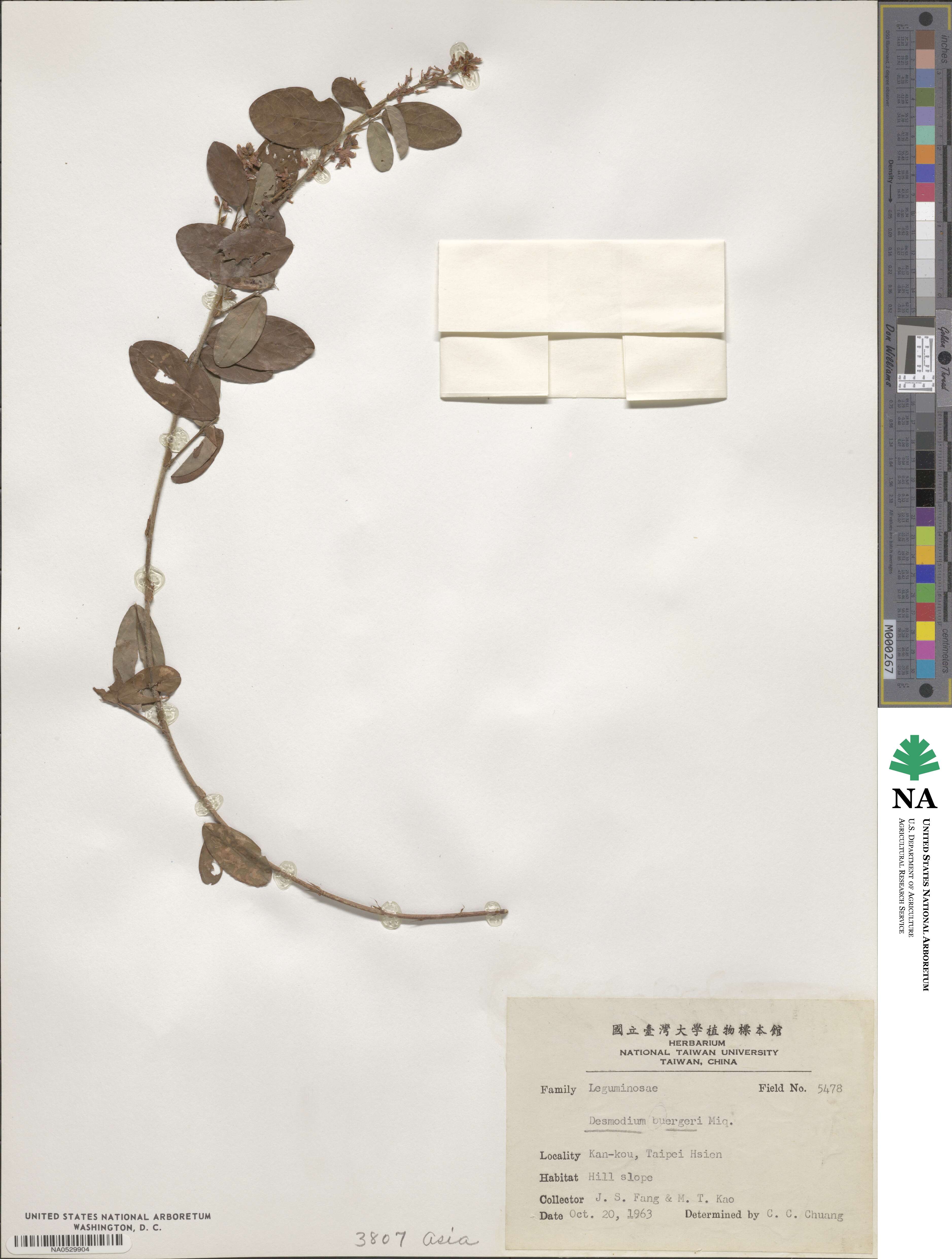 Grona heterocarpos subsp. heterocarpos image