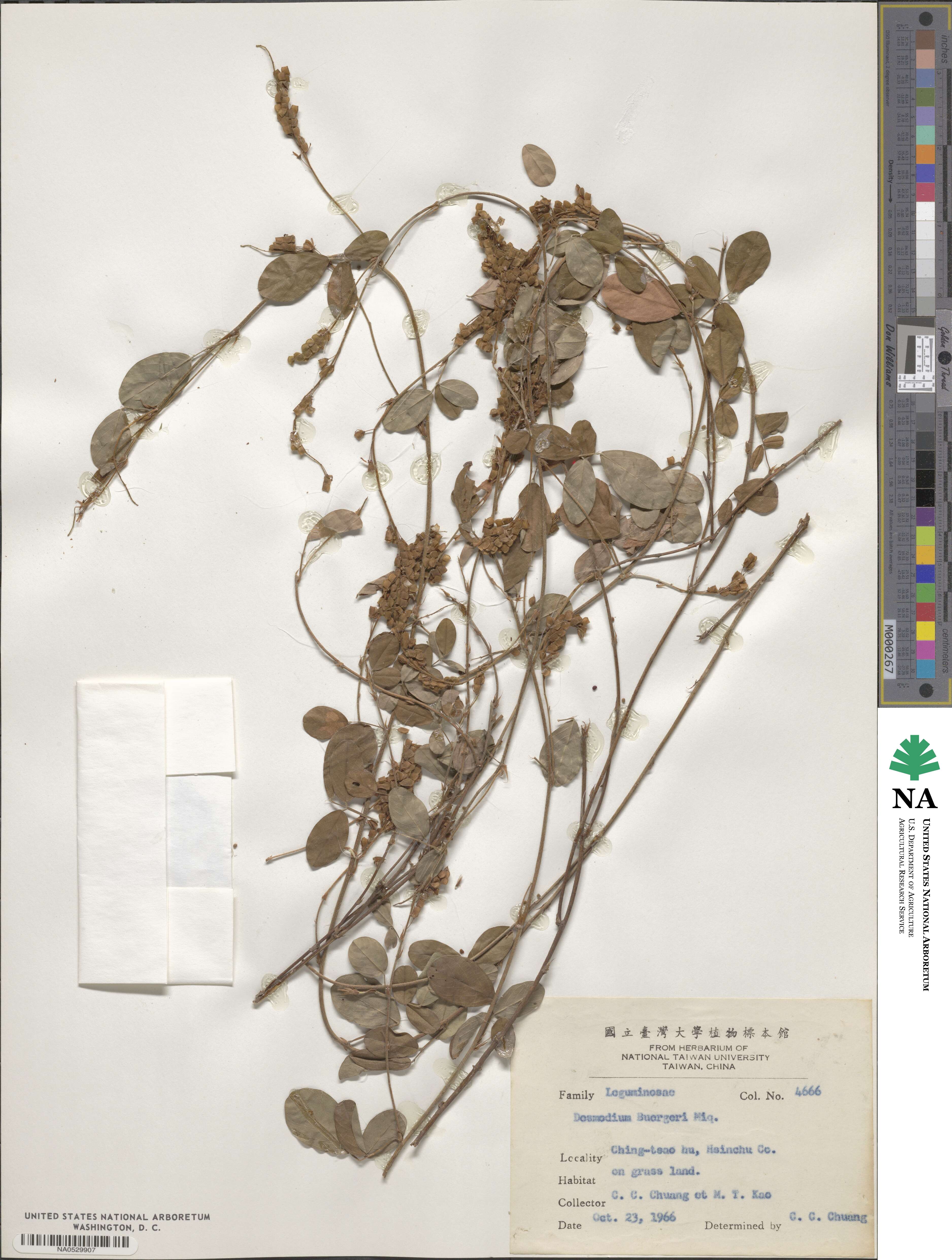 Grona heterocarpos subsp. heterocarpos image