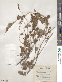 Grona heterocarpos subsp. heterocarpos image