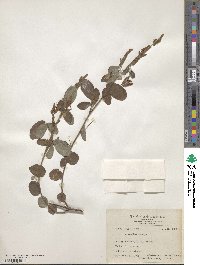 Grona heterocarpos subsp. heterocarpos image