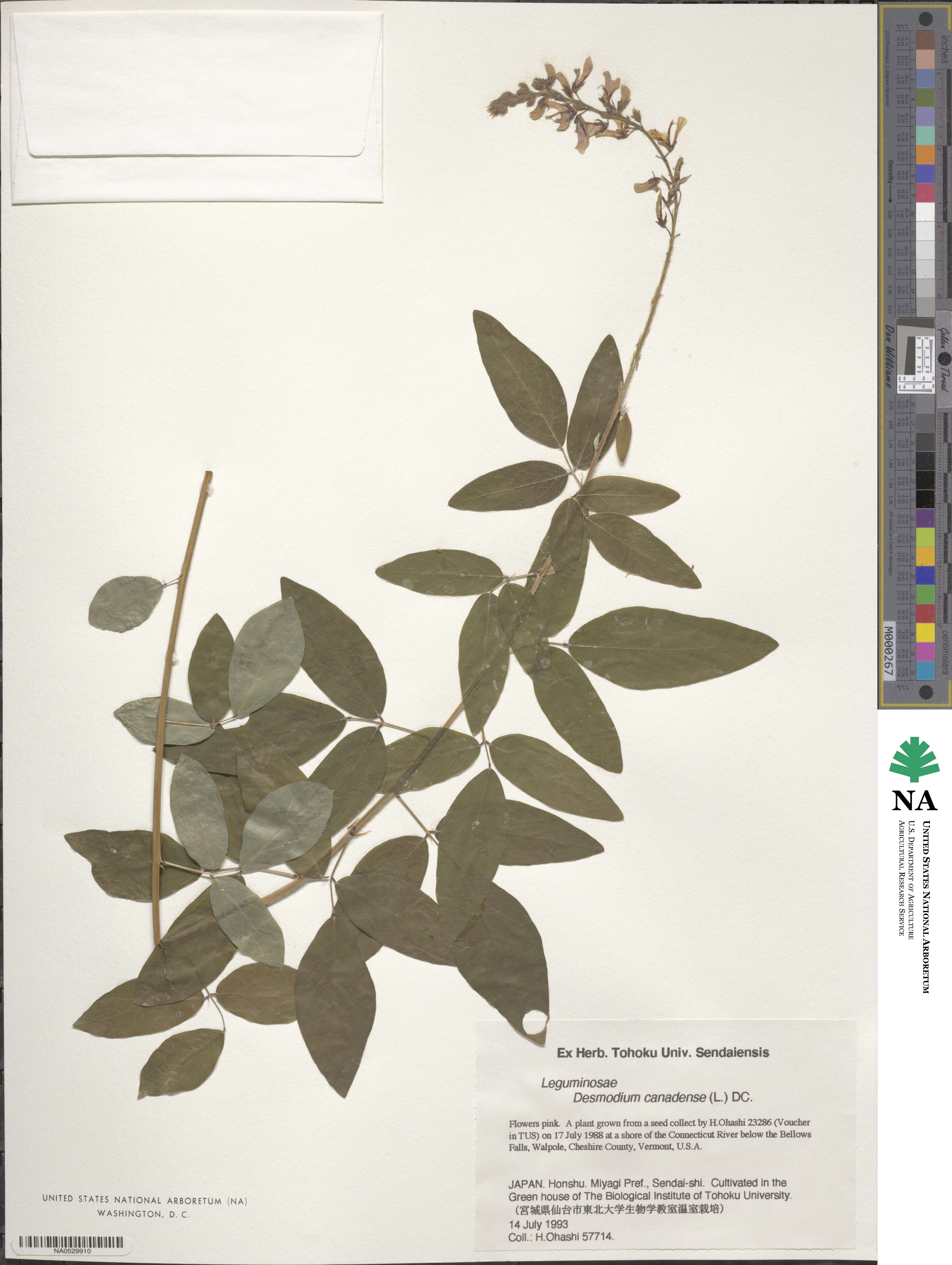 Desmodium canadense image