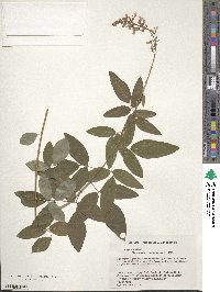 Desmodium canadense image