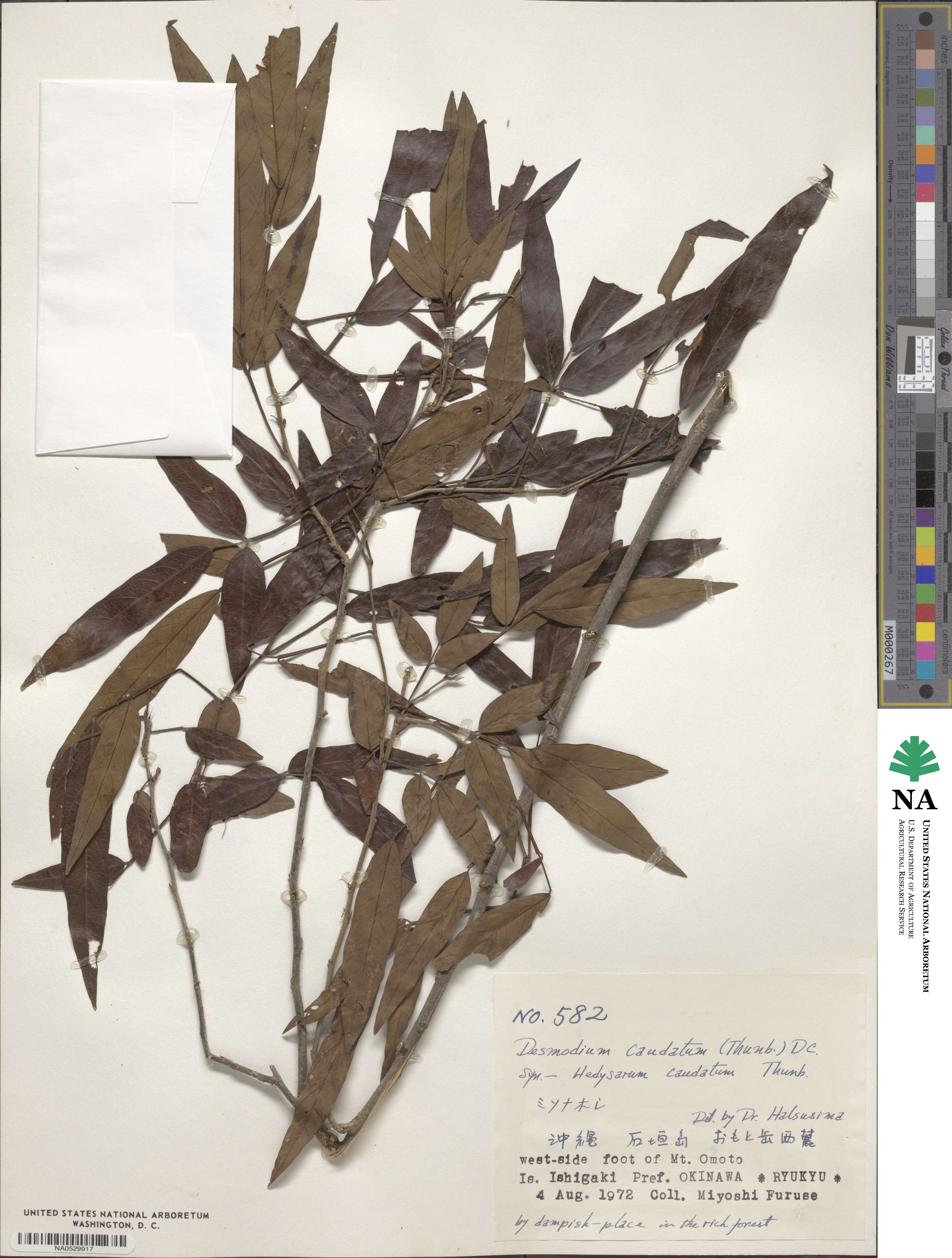 Ohwia caudata image