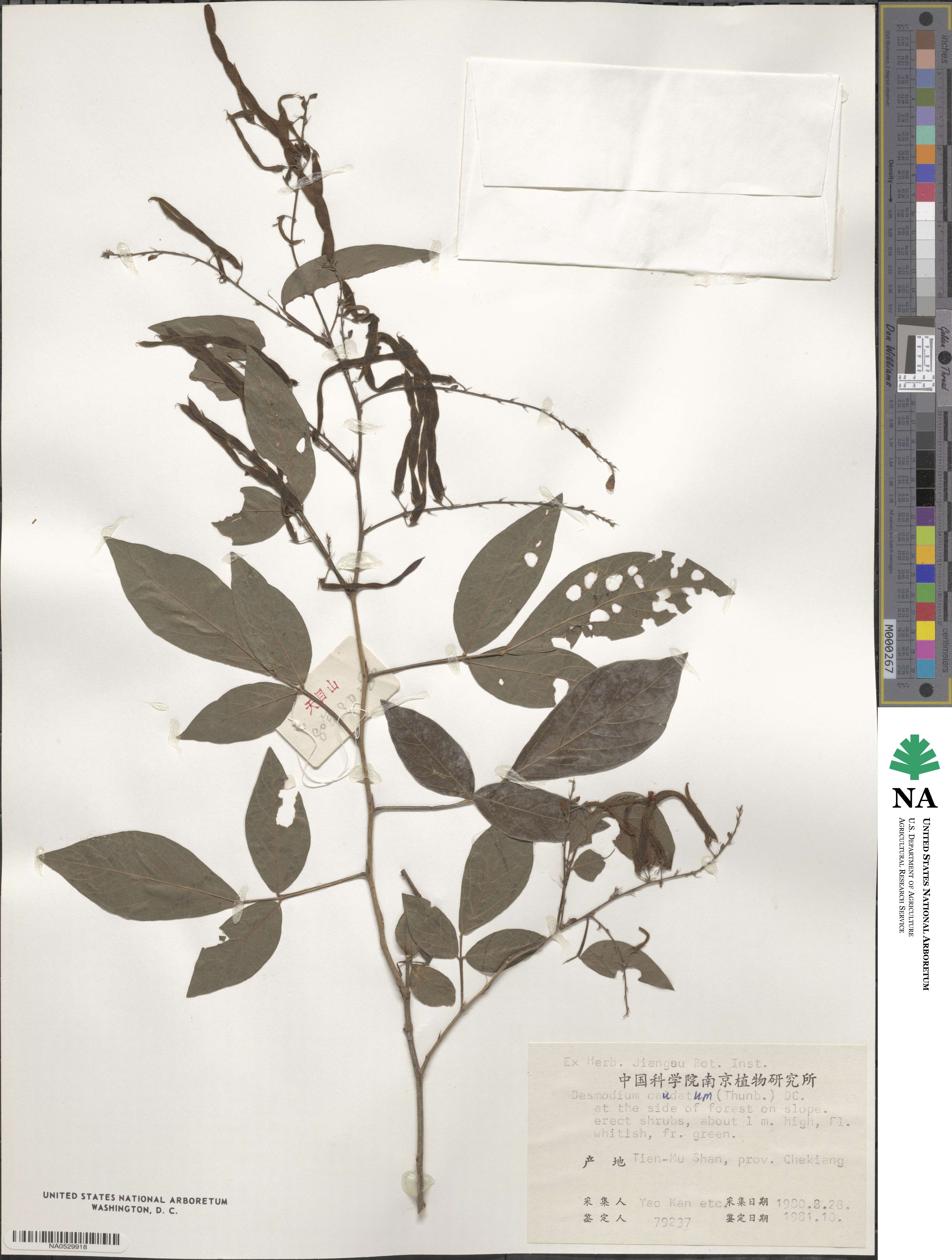 Ohwia caudata image