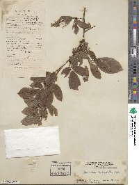 Dendrolobium triangulare image