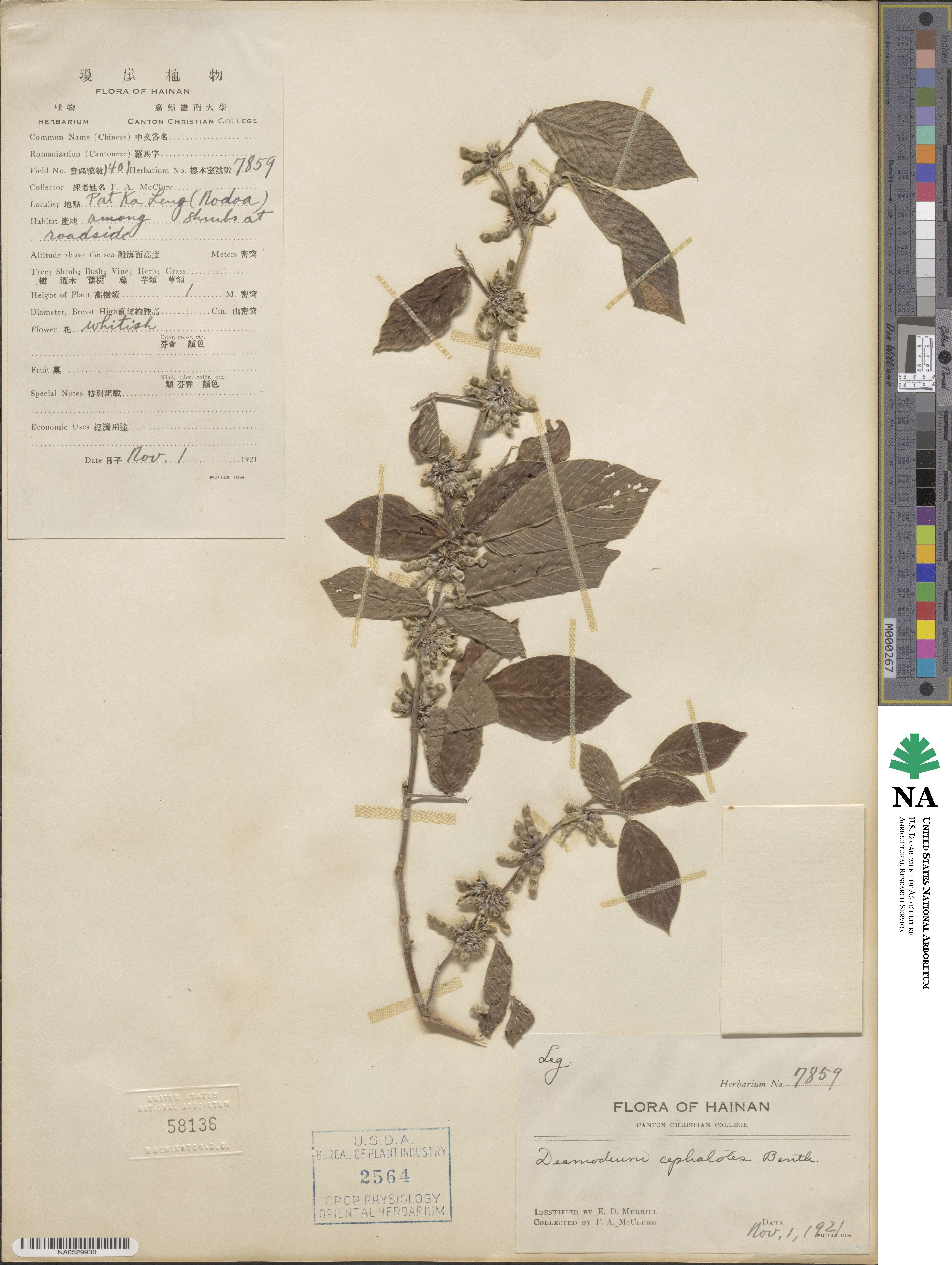 Dendrolobium image