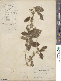 Dendrolobium triangulare image