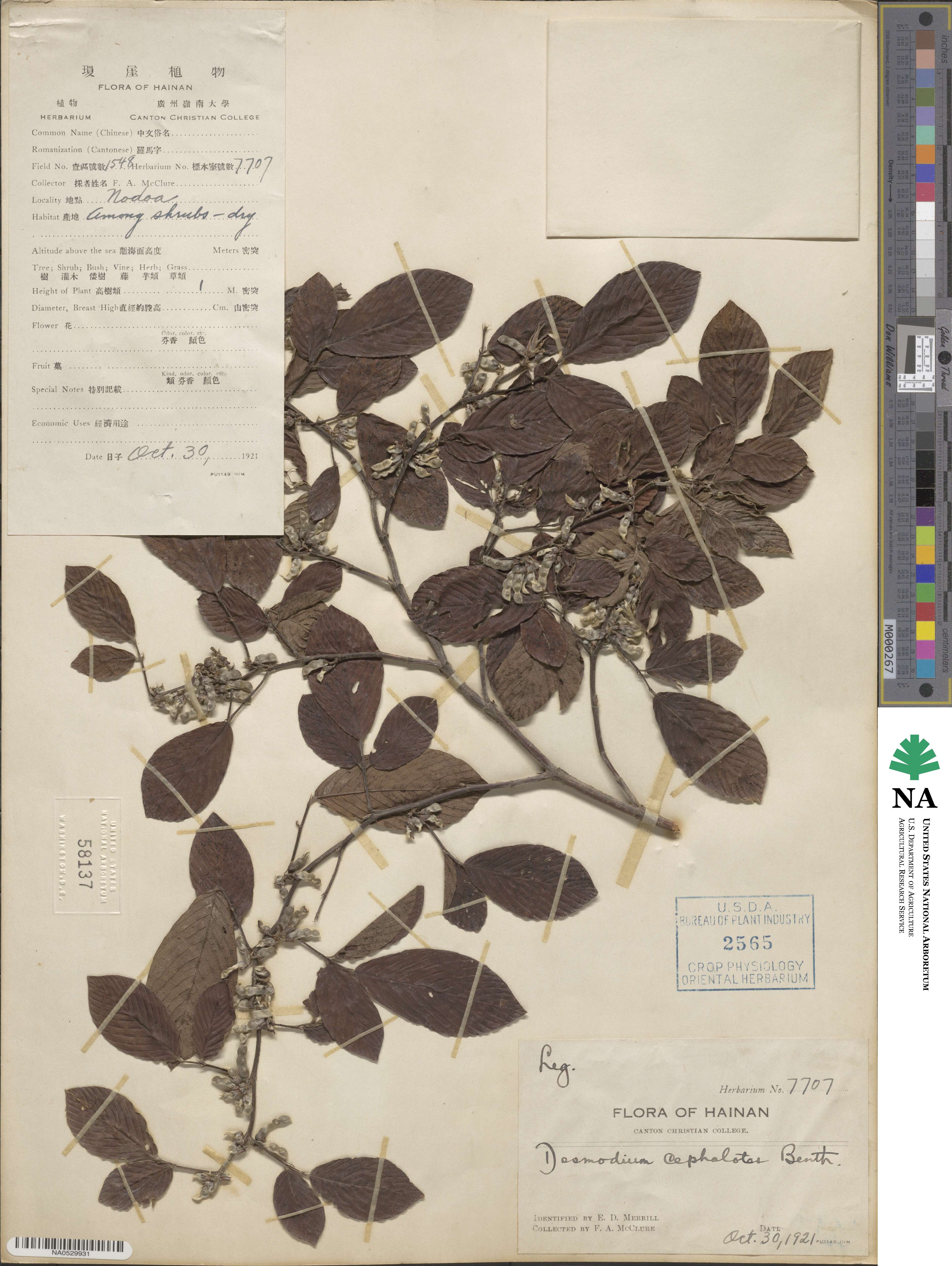 Dendrolobium triangulare subsp. triangulare image