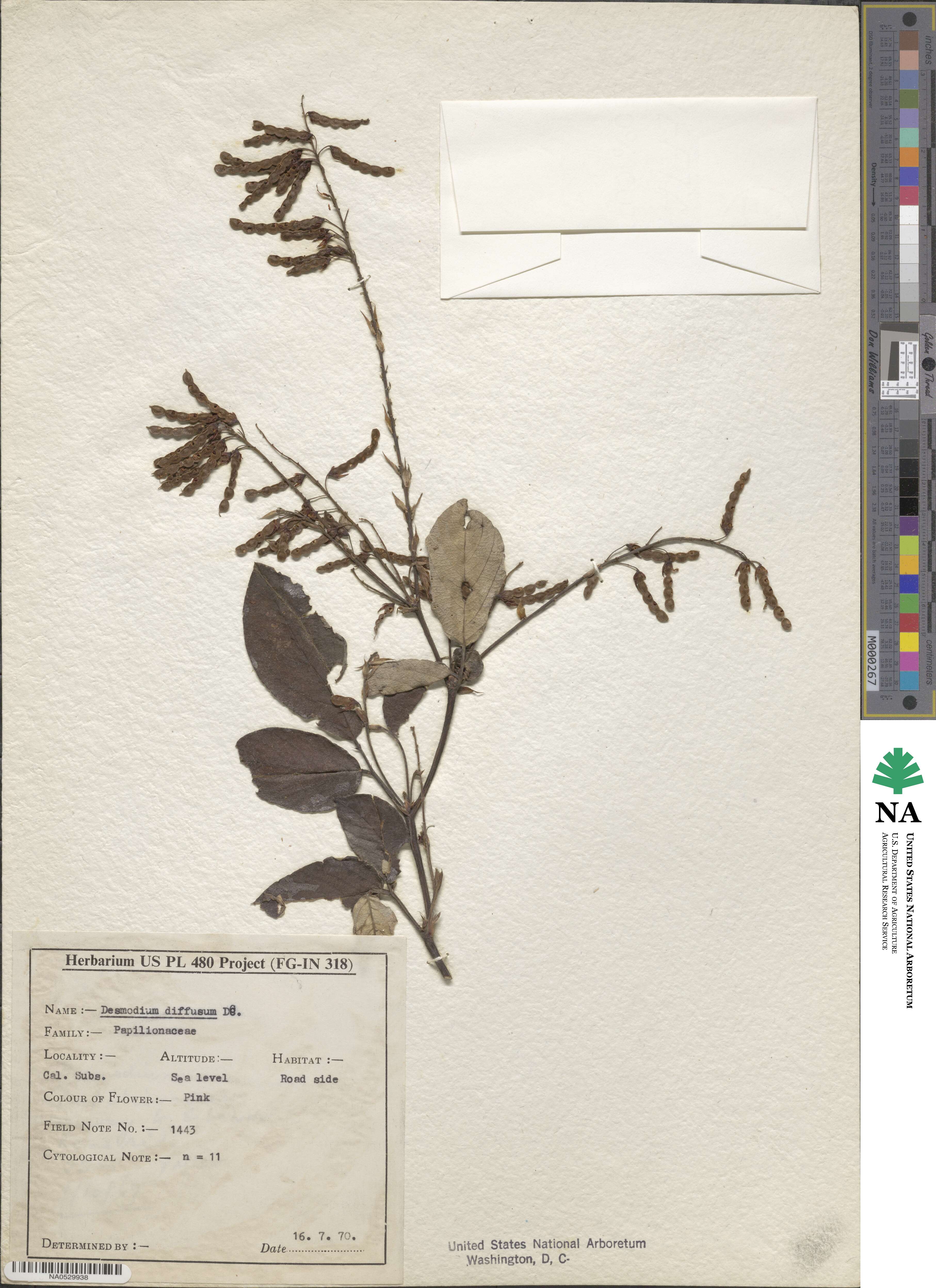 Desmodium diffusum image