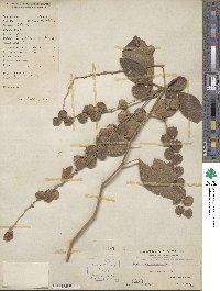 Desmodium elegans image