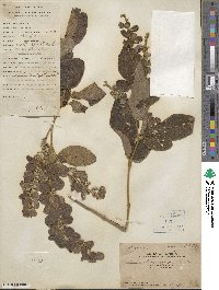 Desmodium elegans image