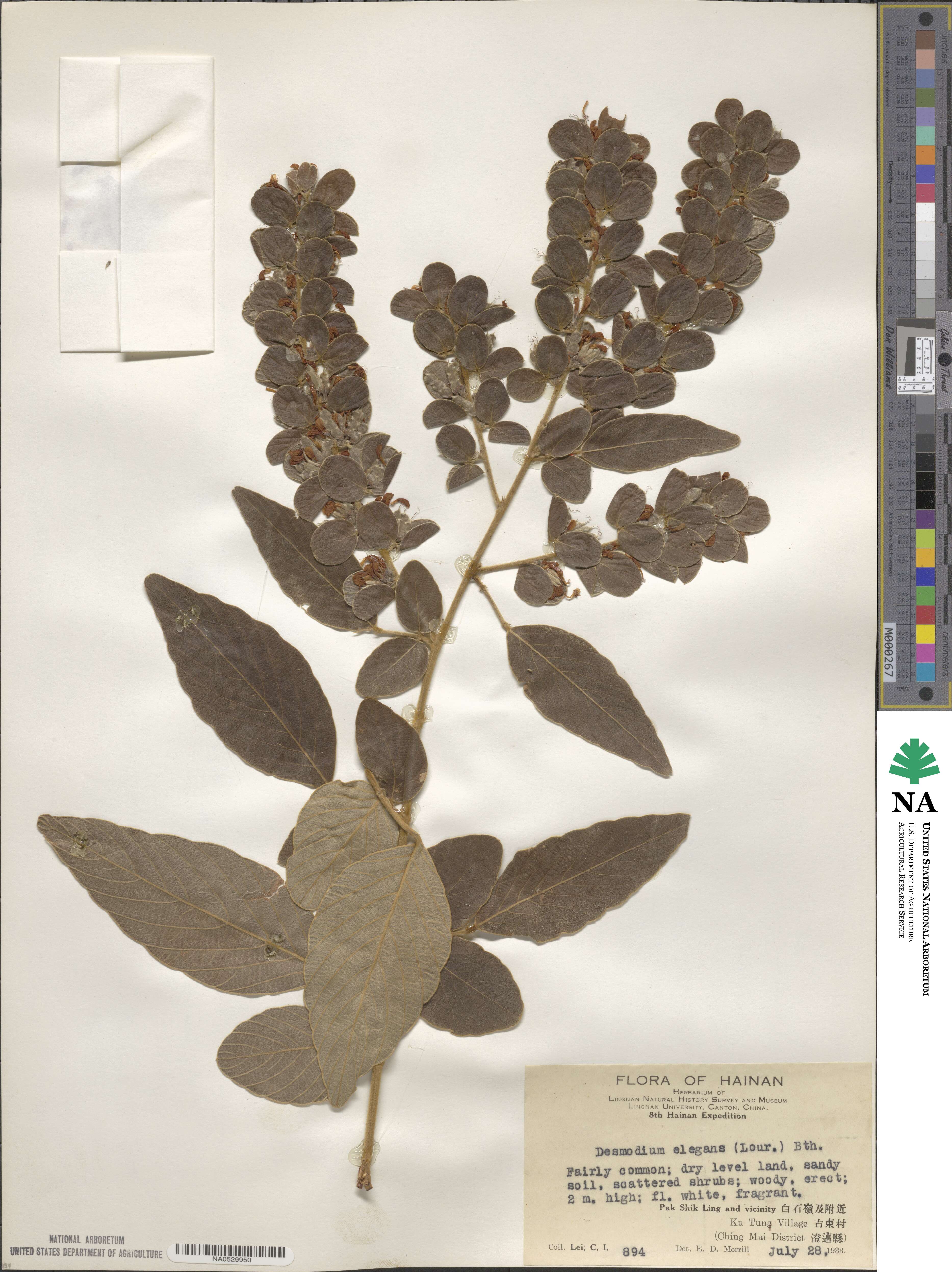 Desmodium elegans image