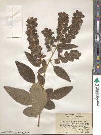 Desmodium elegans image